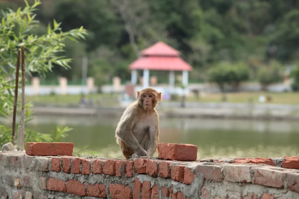 Macaco - pedreiro — Fotografia de Stock