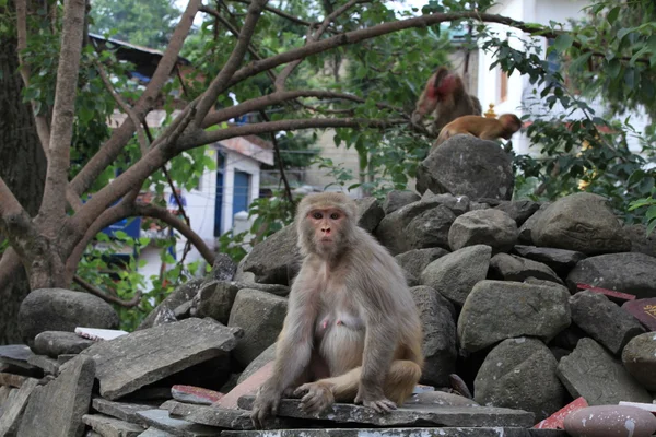Família de macacos nas rochas na estrada para Rishikesh, norte da Índia — Fotografia de Stock