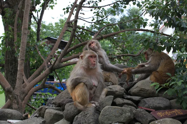 Familie van apen op de rotsen op de weg naar rishikesh, Noord-india — Stockfoto