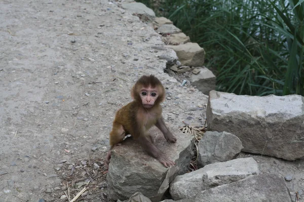 Cub apen in de tempel van hanuman, Noord-india — Stockfoto