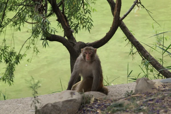 Poz maymun — Stok fotoğraf