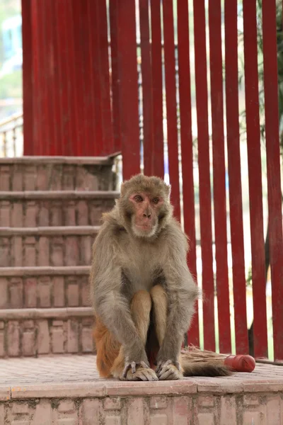 Macaco com um tipo inteligente de posar para uma fotografia — Fotografia de Stock