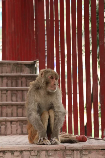 Macaco com um tipo inteligente de posar para uma fotografia — Fotografia de Stock