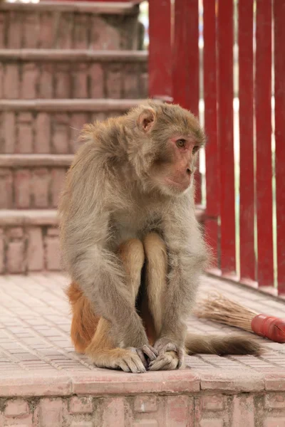 Bir fotoğraf için poz için akıllı bir maymun — Stok fotoğraf