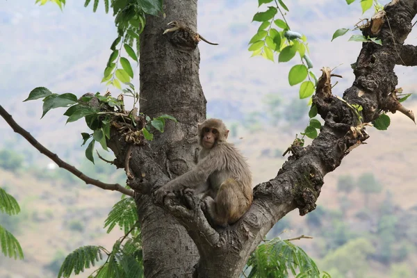 Macaco posante — Fotografia de Stock