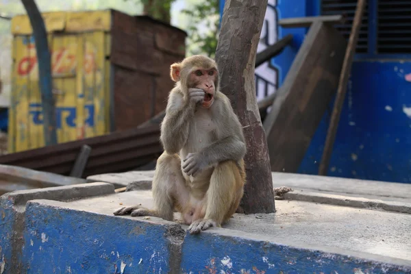 Una scimmia è seduta sotto un albero — Foto Stock