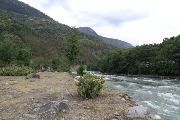 仙人掌对岩石的恒河，北印度银行 — 图库照片