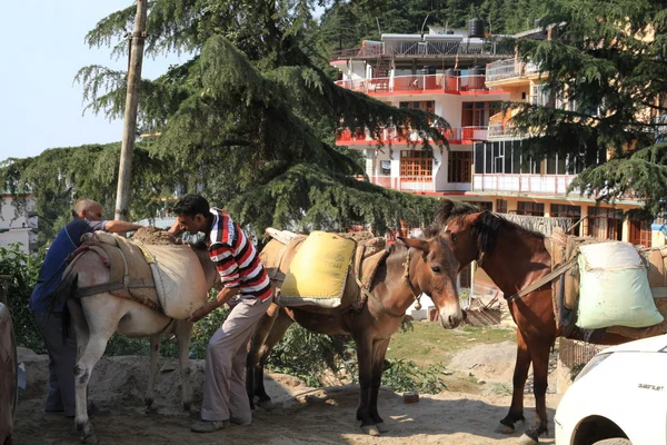 Transporte de mercadorias em burros e cavalos — Fotografia de Stock