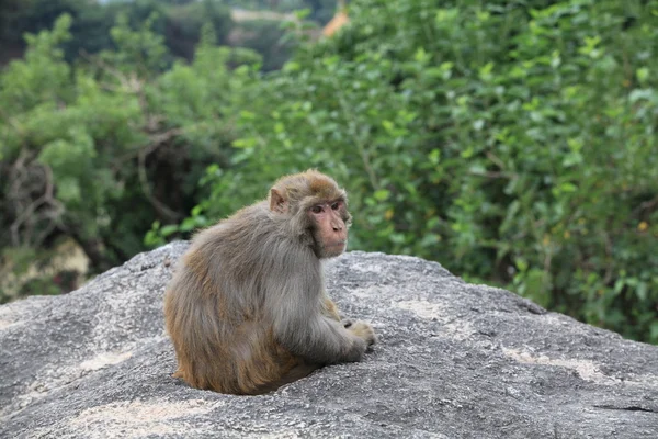 Грустная обезьяна сидит на камне . — стоковое фото