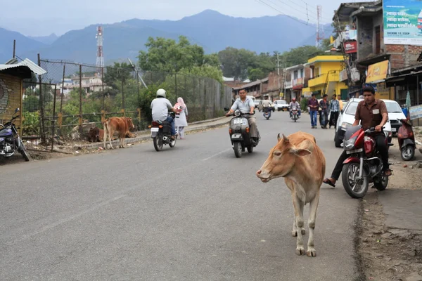 Kühe auf der Straße — Stockfoto