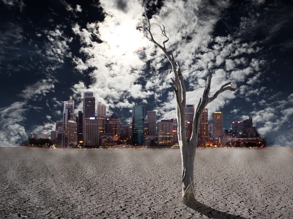 Woestijn boom — Stockfoto