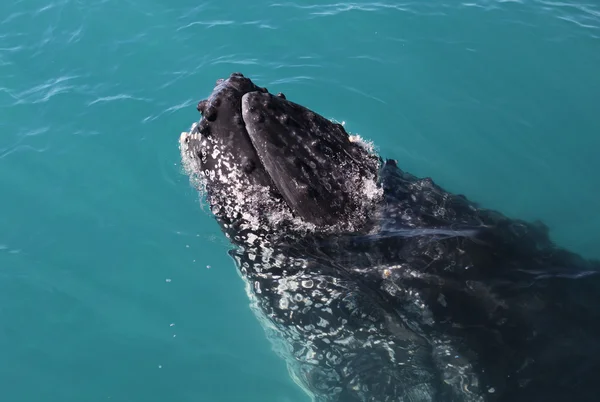 stock image Humpback Whale in Australia (Whitsundays Islands)