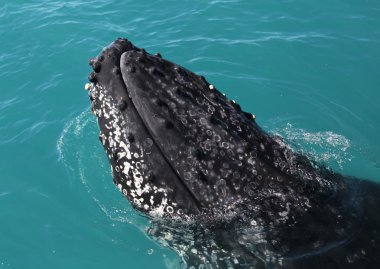 Kambur balina Avustralya (Whitsundays Adaları)