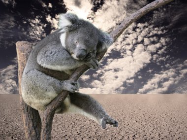 Koala clipart