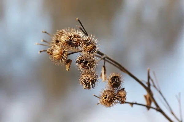 Stock image Dry burdock