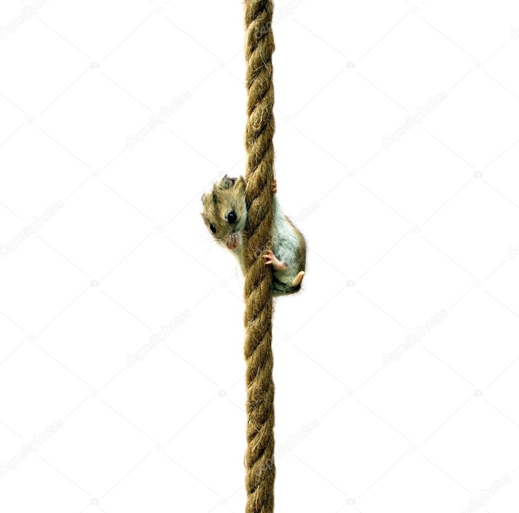 Hamster clinging on a rope