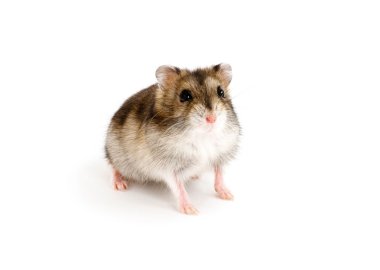 Dwarf hamster clipart