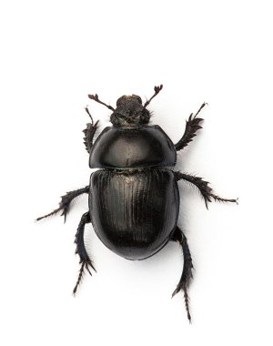 Dor beetle clipart