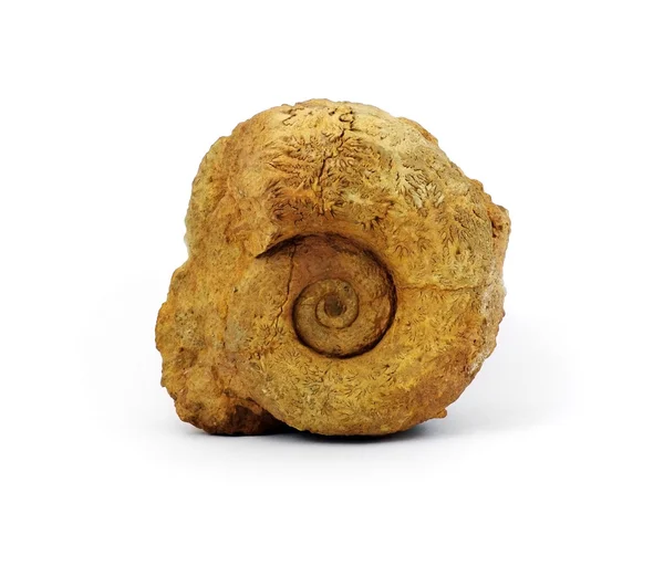 Ammonita —  Fotos de Stock