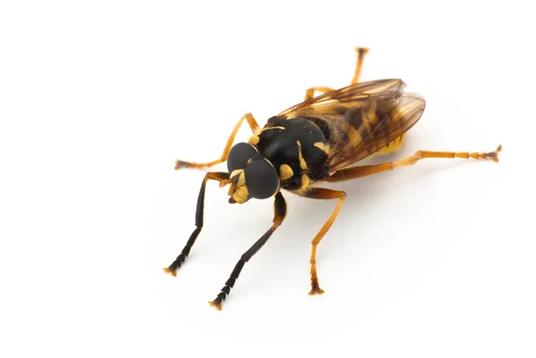 Wasp-achtige vliegen — Stockfoto
