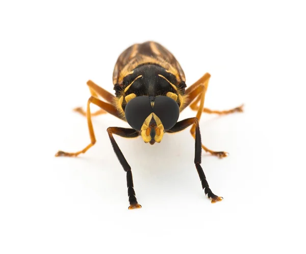 Portrait of a fly — Stock Photo, Image