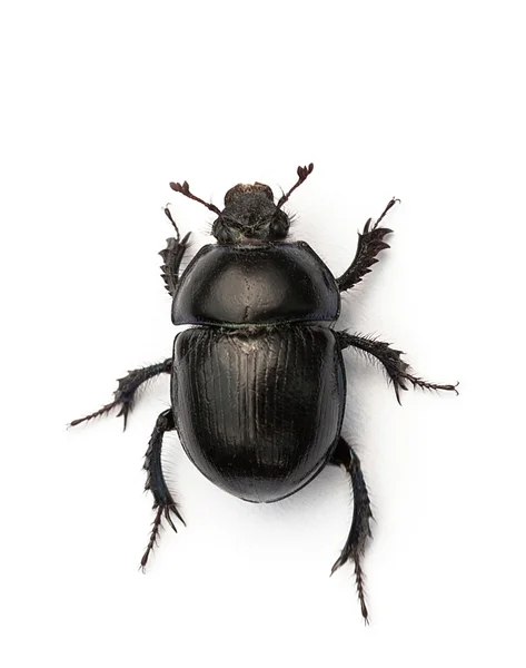 Escarabajo Dor Fotos de stock libres de derechos