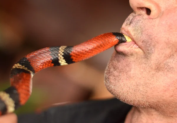 Человек ест коралловую змею — стоковое фото