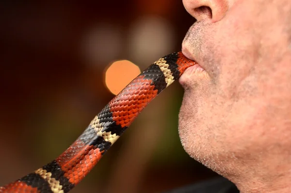Чоловік їсть коралову змію — стокове фото