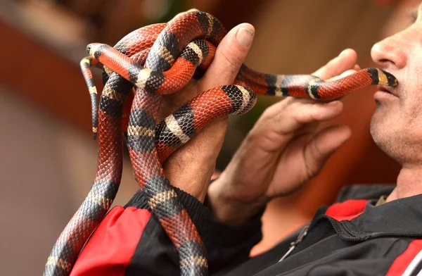 Coral snake in hand — Stock Photo, Image