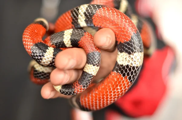 Serpiente de coral en la mano — Foto de Stock