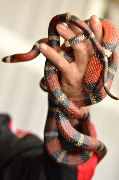 Serpiente de coral en la mano — Foto de Stock