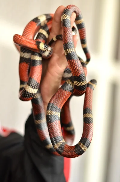 Коралловая змея в руке — стоковое фото