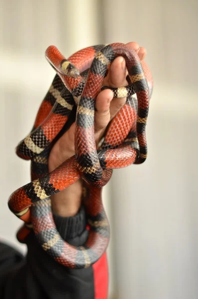 Коралловая змея в руке — стоковое фото