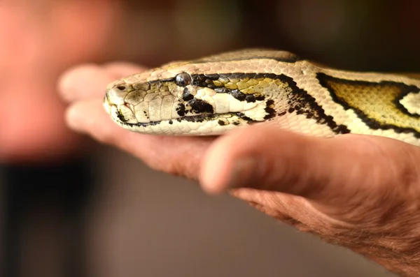Python kígyó — Stock Fotó
