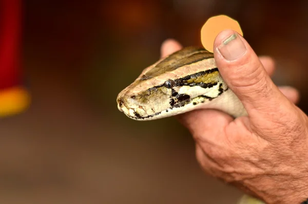 Serpente de Python — Fotografia de Stock