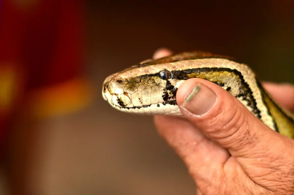 Python змія — стокове фото