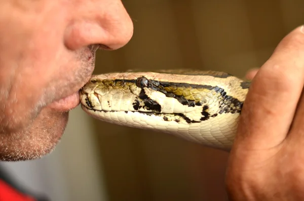 Python змія — стокове фото