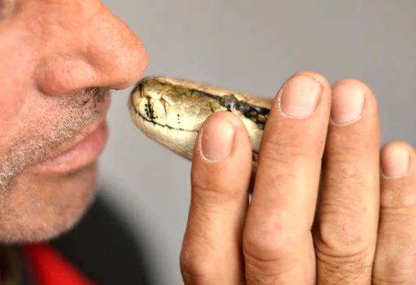 Man holding python — Stock Photo, Image