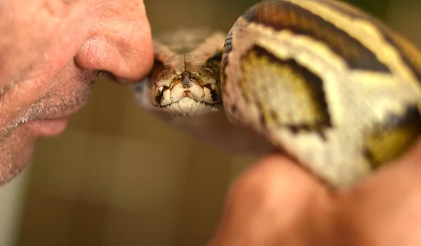 Adam tutarak python — Stok fotoğraf