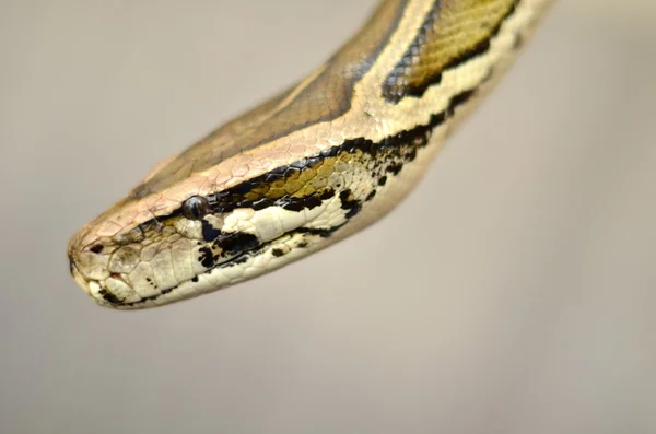 Homem segurando python — Fotografia de Stock