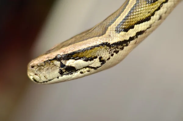 Homme tenant du python — Photo