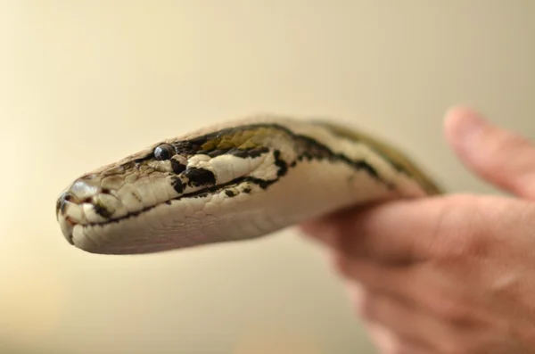 Mann hält Python in der Hand — Stockfoto