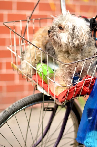 stock image Dog in basket bike