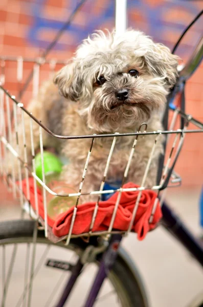 Pies w rowerze kosz — Zdjęcie stockowe