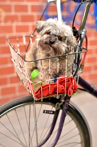 Pies w rowerze kosz — Zdjęcie stockowe