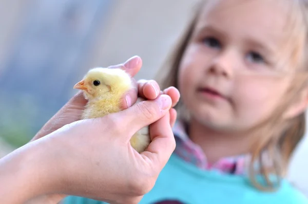 Portrait of a baby with chick — Stock Photo, Image
