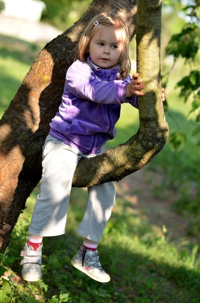 Маленькая девочка на дереве — стоковое фото
