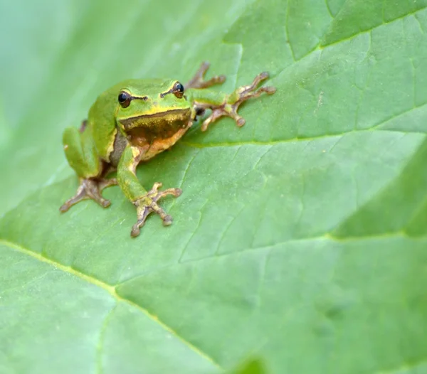 stock image Frog