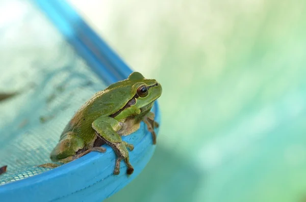 Frog — Stock Photo, Image