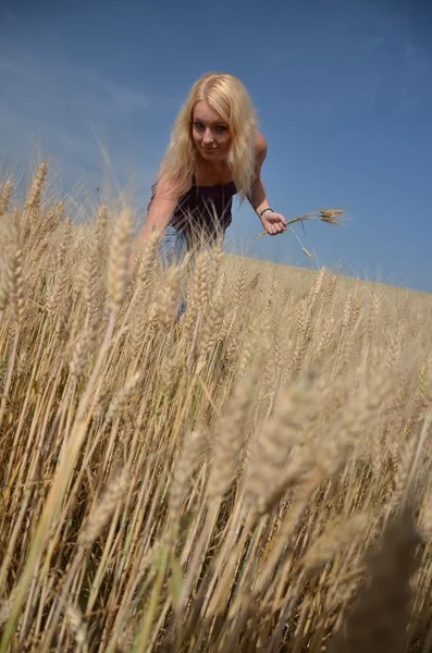Sexy Frau mit einer Blume in goldenem Weizen — Stockfoto